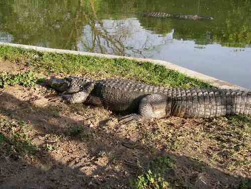 Alligator 2	 Otras temáticas Color (Digital)