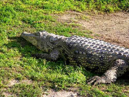 Alligator 3	
