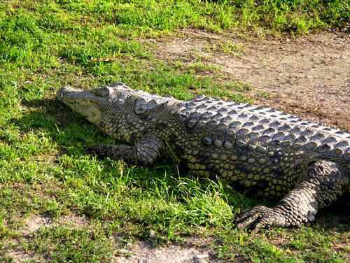 Alligator 3	