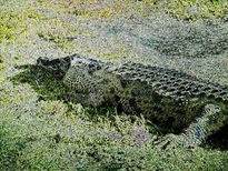 Alligator 4