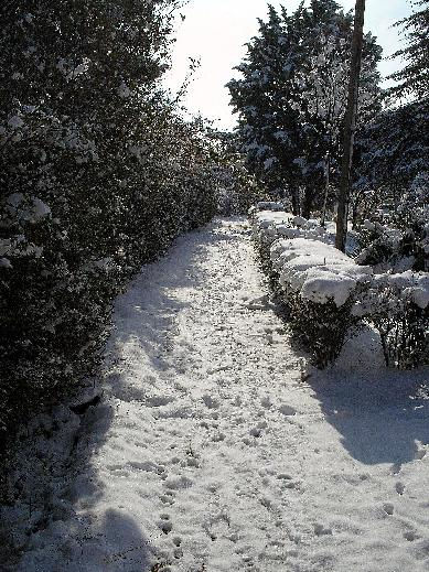 sendero de nieve Naturaleza Color (Digital)