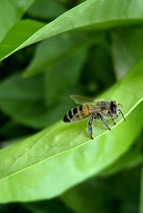 Bee