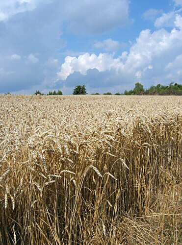 Field