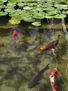 Fish pool	