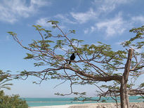 Bird on tree