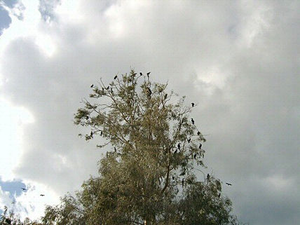 Birds camp	