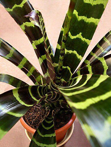 Bromeliad flower	
