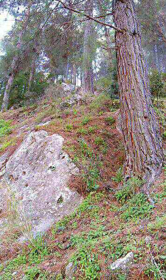 Crawling forest	 Naturaleza Color (Digital)