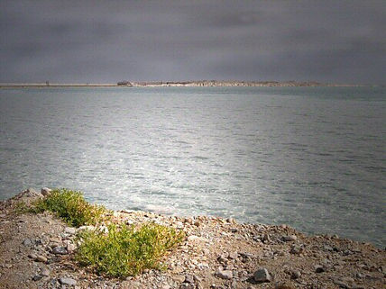 Dead sea only life	