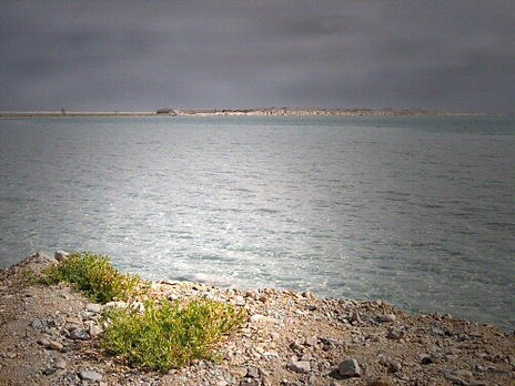 Dead sea only life
