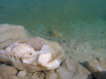 Dead sea salt 2	