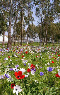 Flower carpet