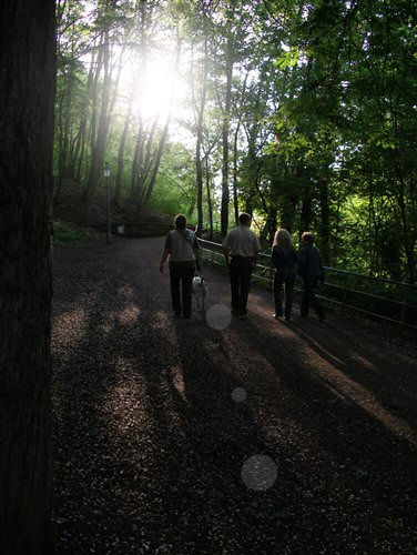 Evening in the forest	