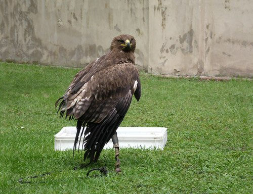 Hawk