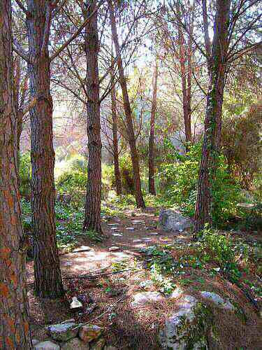 Israeli forest 