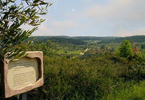 Israeli landscape 3