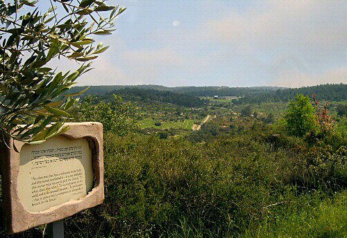 Israeli landscape 3 