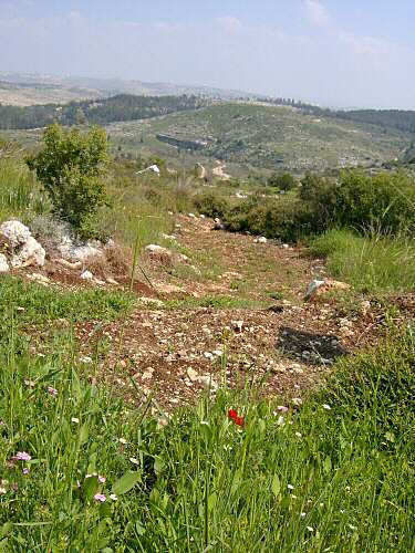 Israeli landscape 4