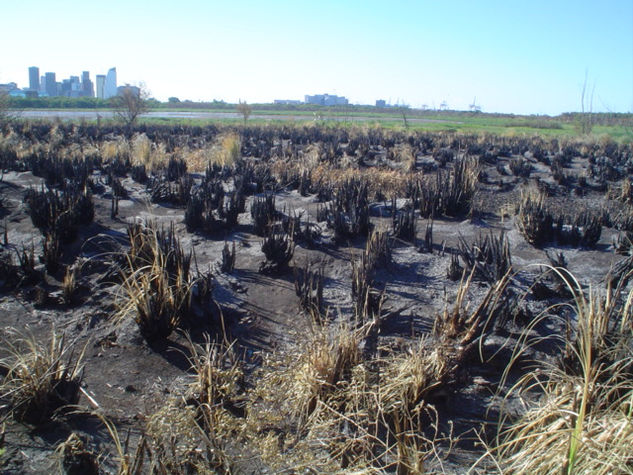 Naturaleza muerta 