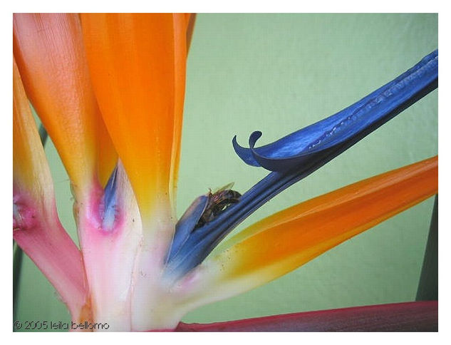 STRELITZIA AND THE BEE 