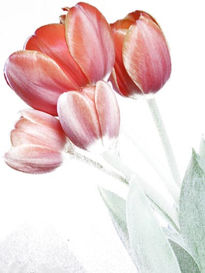 Tulipanes