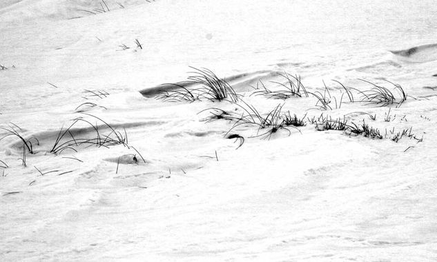 Rastros II Naturaleza Blanco y Negro (Digital)