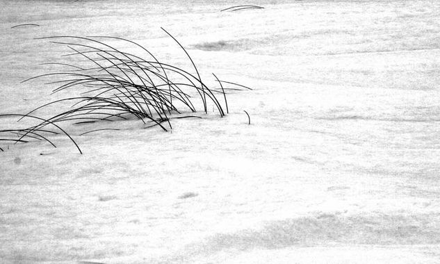 Rastros IV Naturaleza Blanco y Negro (Digital)