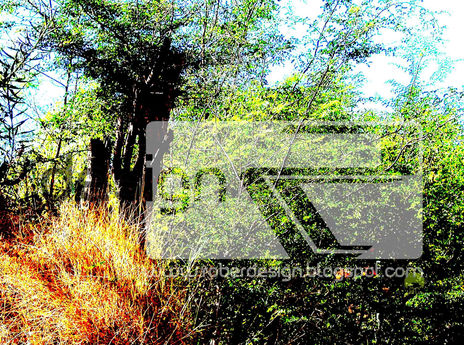 Verdana