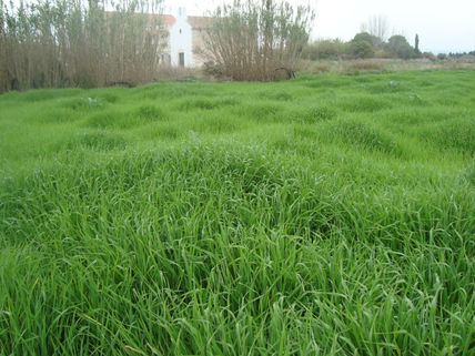 Campo verde ermita...