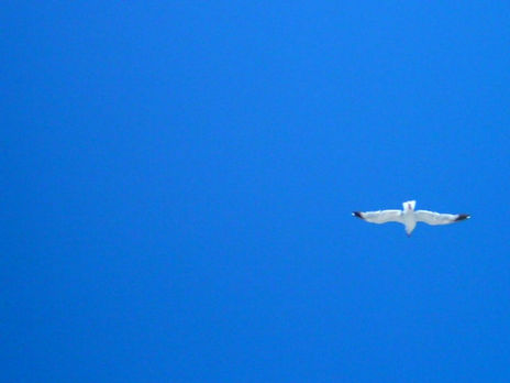 Gaivota vagueando