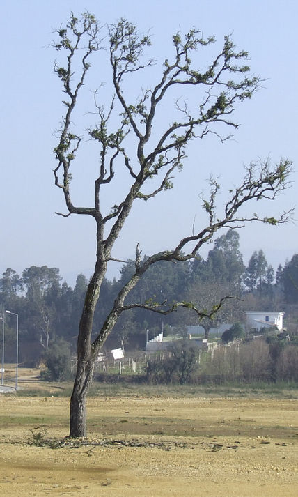 Tree all alone
