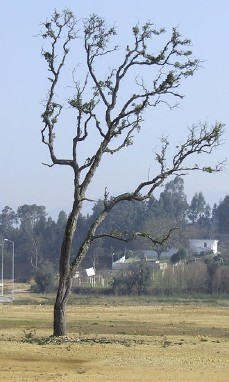 tree all alone Arquitectura e interiorismo Color (Digital)