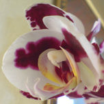 Fotografia thumbnail 2