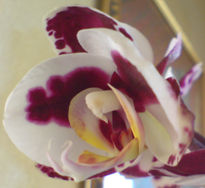 Orquidea