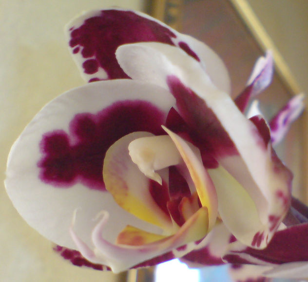 orquidea