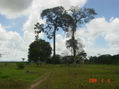 amazonia