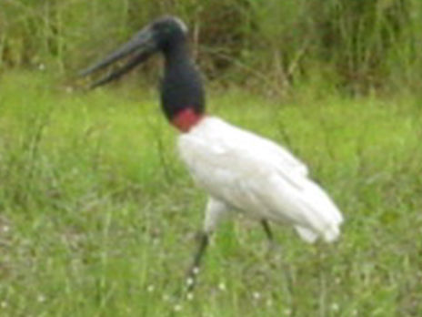 Pantanal