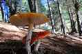 Mushrooms