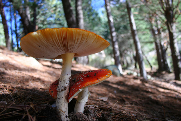 Mushrooms Naturaleza Color (Digital)