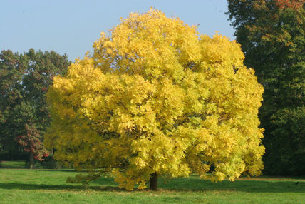 Autum