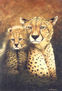 Cheetah Mother & Cub