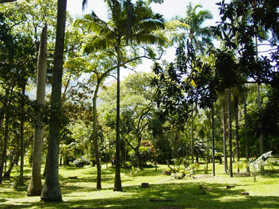 jardin botanico