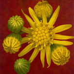 FLORES Y NATURALEZA thumbnail 2