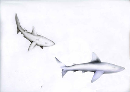 Shark
