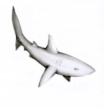 Shark