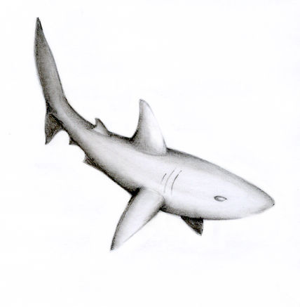 Shark