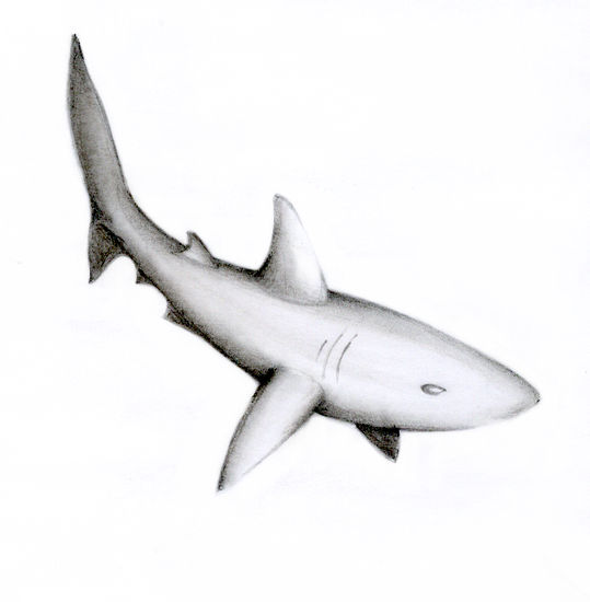 shark 