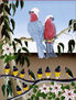 Pink Cockatoos