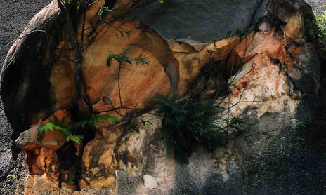 RAICES DEL BRASIL / ROOTS OF BRAZIL