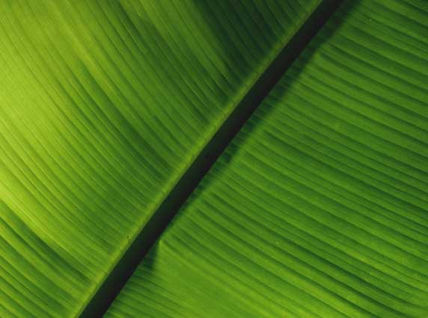 Banana juaca 03